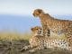 Where to Go in Tanzania - Best Safari Destinations
